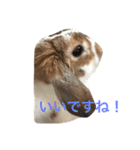 本物のウサギ120%〜丁寧語〜（個別スタンプ：2）