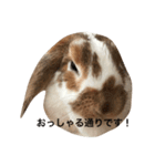 本物のウサギ120%〜丁寧語〜（個別スタンプ：3）