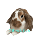 本物のウサギ120%〜丁寧語〜（個別スタンプ：4）