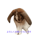 本物のウサギ120%〜丁寧語〜（個別スタンプ：5）