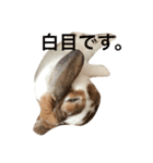本物のウサギ120%〜丁寧語〜（個別スタンプ：6）
