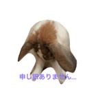 本物のウサギ120%〜丁寧語〜（個別スタンプ：8）