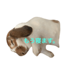 本物のウサギ120%〜丁寧語〜（個別スタンプ：9）