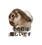 本物のウサギ120%〜丁寧語〜（個別スタンプ：10）