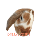 本物のウサギ120%〜丁寧語〜（個別スタンプ：11）