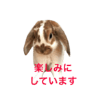 本物のウサギ120%〜丁寧語〜（個別スタンプ：12）