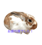 本物のウサギ120%〜丁寧語〜（個別スタンプ：13）
