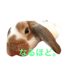 本物のウサギ120%〜丁寧語〜（個別スタンプ：14）