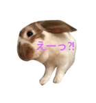 本物のウサギ120%〜丁寧語〜（個別スタンプ：15）
