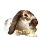 本物のウサギ120%〜丁寧語〜（個別スタンプ：16）