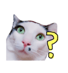 わさび(猫)スタンプ（個別スタンプ：3）