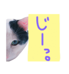 わさび(猫)スタンプ（個別スタンプ：5）