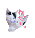 わさび(猫)スタンプ（個別スタンプ：8）