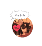 うちのワンコだよ（個別スタンプ：2）