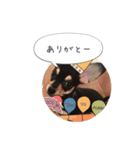 うちのワンコだよ（個別スタンプ：3）