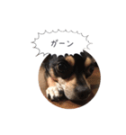 うちのワンコだよ（個別スタンプ：4）