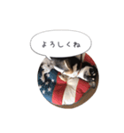 うちのワンコだよ（個別スタンプ：5）