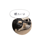 うちのワンコだよ（個別スタンプ：7）