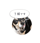 うちのワンコだよ（個別スタンプ：10）