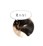 うちのワンコだよ（個別スタンプ：11）