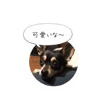 うちのワンコだよ（個別スタンプ：12）