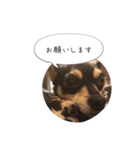 うちのワンコだよ（個別スタンプ：13）