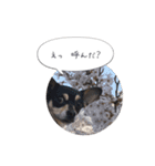 うちのワンコだよ（個別スタンプ：15）