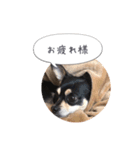 うちのワンコだよ（個別スタンプ：16）