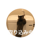ノリヲんちのネコ01（個別スタンプ：5）