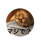 ノリヲんちのネコ01（個別スタンプ：7）