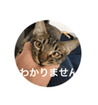 ノリヲんちのネコ01（個別スタンプ：10）