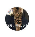 ノリヲんちのネコ01（個別スタンプ：12）