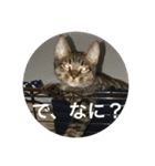 ノリヲんちのネコ01（個別スタンプ：13）