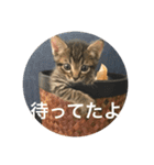 ノリヲんちのネコ01（個別スタンプ：14）