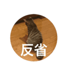 ノリヲんちのネコ01（個別スタンプ：15）