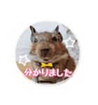 デグーの気持ちスタンプ2（個別スタンプ：1）