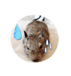 デグーの気持ちスタンプ2（個別スタンプ：2）