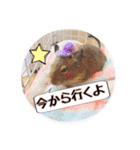 デグーの気持ちスタンプ2（個別スタンプ：3）