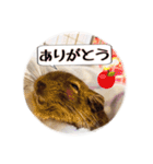 デグーの気持ちスタンプ2（個別スタンプ：5）