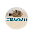 デグーの気持ちスタンプ2（個別スタンプ：7）