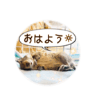 デグーの気持ちスタンプ2（個別スタンプ：8）