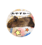 デグーの気持ちスタンプ2（個別スタンプ：9）