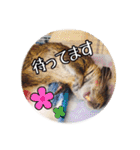 デグーの気持ちスタンプ2（個別スタンプ：11）