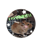 デグーの気持ちスタンプ2（個別スタンプ：12）