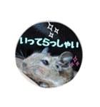 デグーの気持ちスタンプ2（個別スタンプ：13）