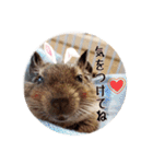 デグーの気持ちスタンプ2（個別スタンプ：14）