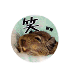 デグーの気持ちスタンプ2（個別スタンプ：16）
