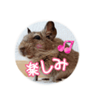 デグーの気持ちスタンプ2（個別スタンプ：19）