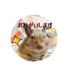 デグーの気持ちスタンプ2（個別スタンプ：22）