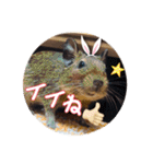 デグーの気持ちスタンプ2（個別スタンプ：24）